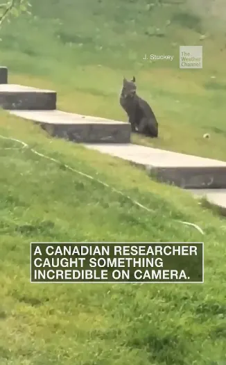 Rare Canada Lynx captured on video sitting