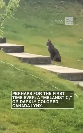 Rare Canada Lynx captured on video sitting