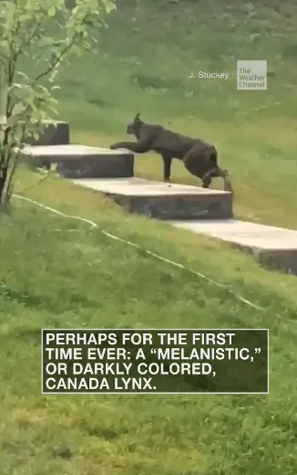 Rare Canada Lynx captured on video walking up stairs