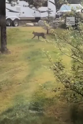 Rare Canada Lynx captured on video traversing over grass